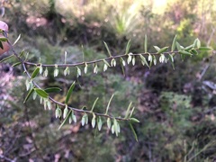 Styphelia biflora