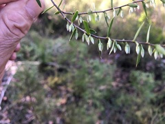 Styphelia biflora
