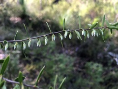 Styphelia biflora