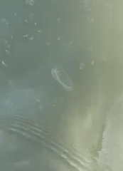 Craspedacusta sowerbii