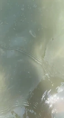 Craspedacusta sowerbii