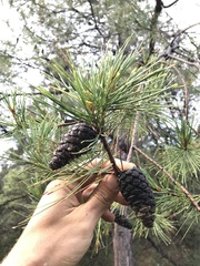 Pinus arizonica