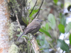 Myiotheretes fumigatus