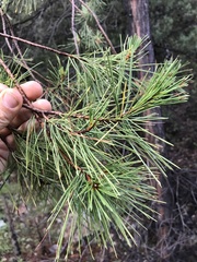 Pinus arizonica