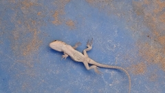 Urosaurus ornatus