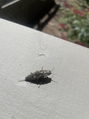 Texania campestris