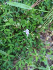 Lespedezinae