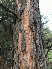 Pinus arizonica