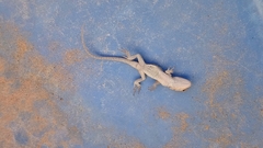 Urosaurus ornatus