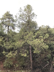 Pinus arizonica