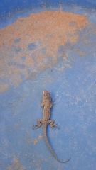 Urosaurus ornatus