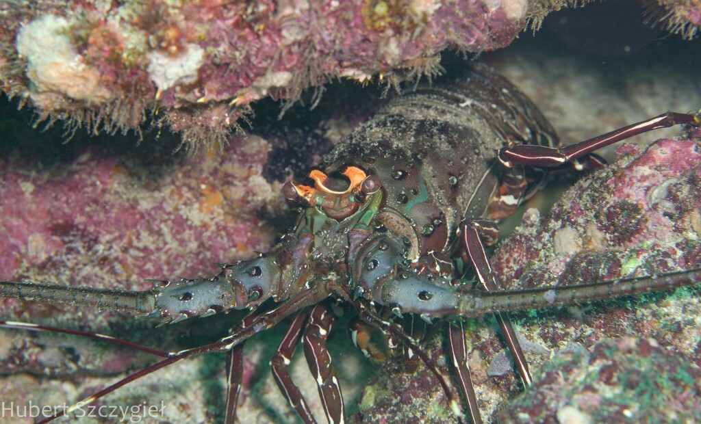 Green Spiny Lobster