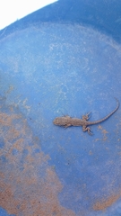 Urosaurus ornatus