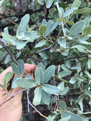 Quercus oblongifolia