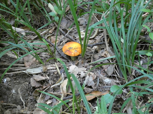 Russula aurea image