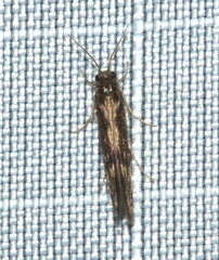 Agraylea multipunctata