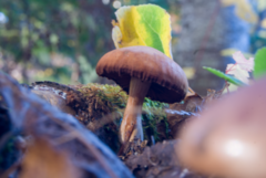 Cortinarius