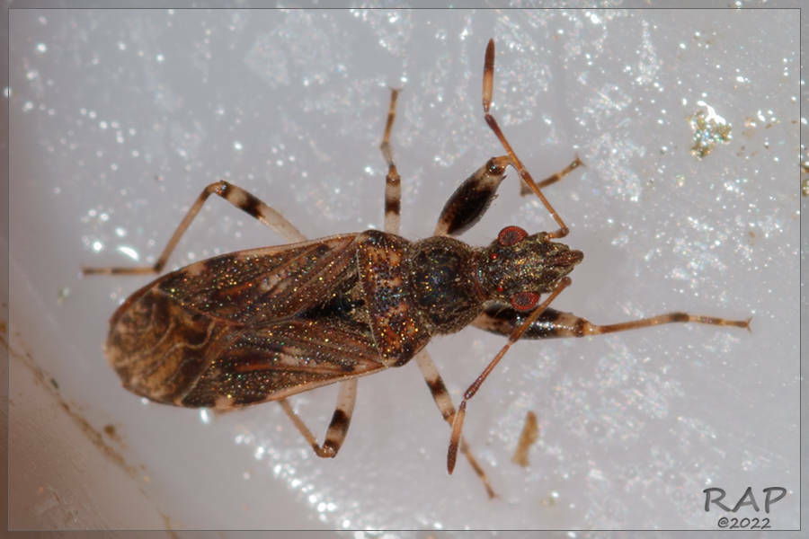 Paisana brachialis