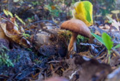 Cortinarius