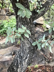 Quercus oblongifolia