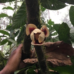 Uvariodendron giganteum