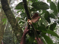Uvariodendron giganteum