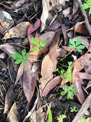 Trachymene procumbens