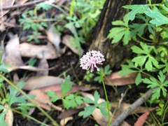 Trachymene procumbens