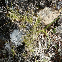 Festuca altaica