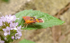 Pyrausta aurata