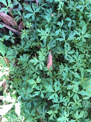 Trachymene procumbens