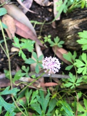 Trachymene procumbens