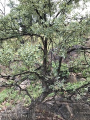 Quercus oblongifolia