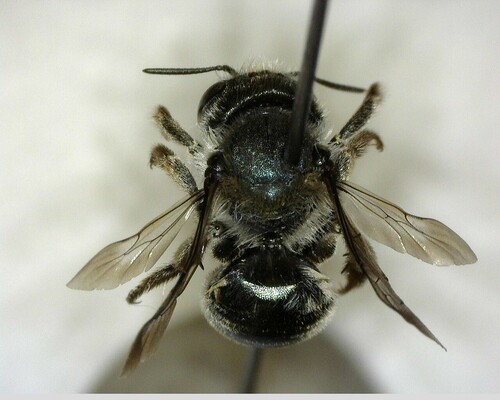 iNaturalist observation photo of Mason Bees