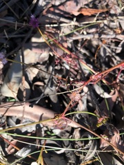 Trachymene procumbens