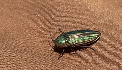 Buprestis intricata