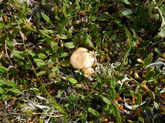 Rhizocybe