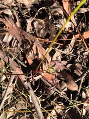 Trachymene procumbens