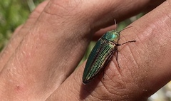 Buprestis intricata