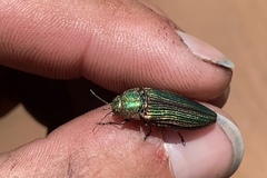 Buprestis intricata