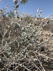 Brickellia incana