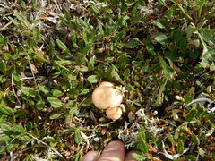 Rhizocybe