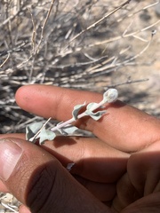 Brickellia incana