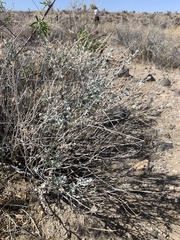 Brickellia incana
