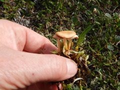 Rhizocybe