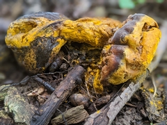 Hypomyces luteovirens