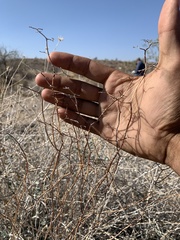 Eriogonum plumatella