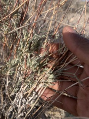 Eriogonum plumatella