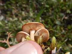 Rhizocybe