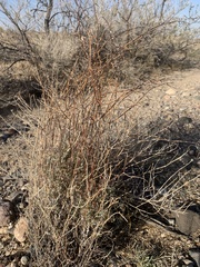 Eriogonum plumatella